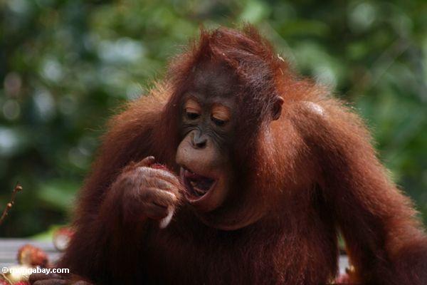 молодой орангутанг едят фрукты rambutan