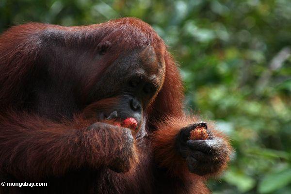 Rote orangutan Essen Rambutanfrucht