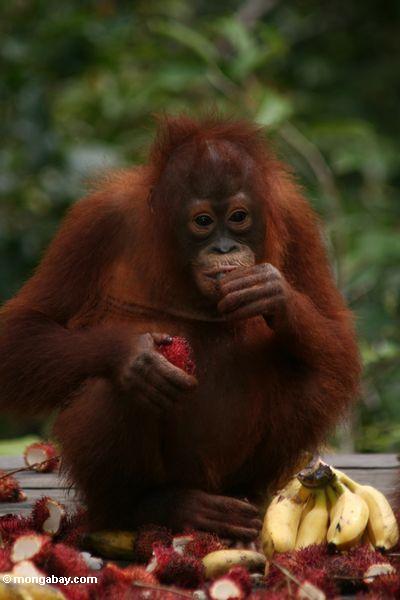 Junge orangutan Essen Rambutanfrucht