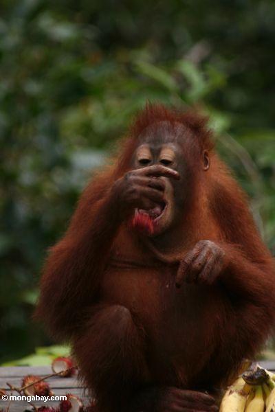 Junges orangutan mit der Rambutanfrucht, die von seiner öffnung Kalimantan
