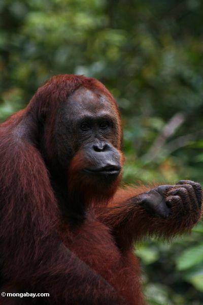 Erwachsener orangutan mit Faust-zusammengepreßtem