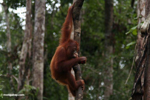 Junges orangutan Tanjung Puting Indonesiens im Nationalpark