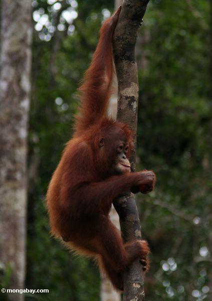 Junges orang-utan Tanjung Puting Indonesiens im Nationalpark