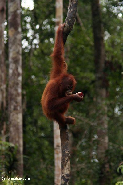 Junges orang-utan Einziehen auf Rambutanfrucht Tanjung Puting im Nationalpark