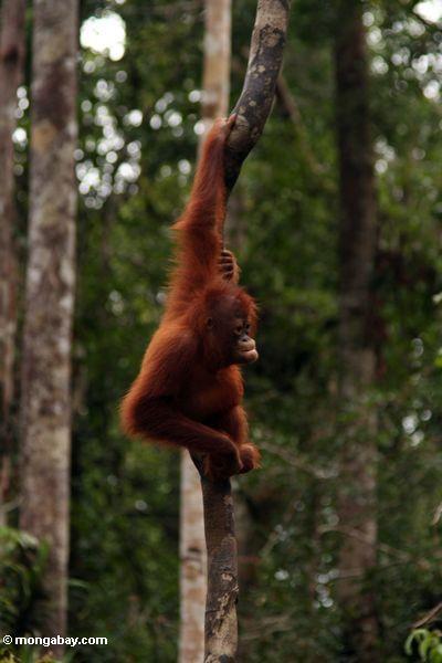 Junges orang-utan Tanjung Puting im Nationalpark