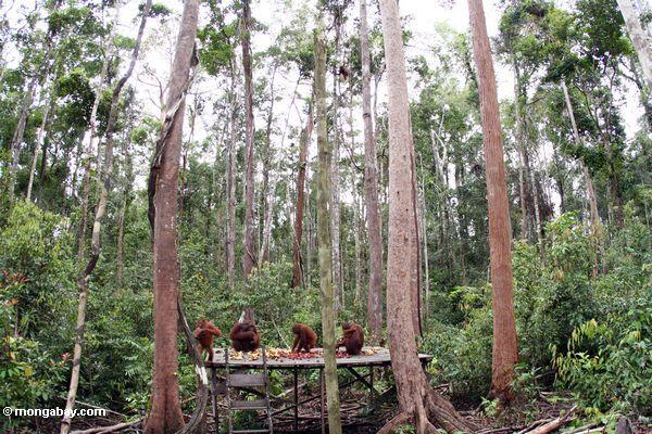 Gruppe orangs auf einziehender Plattform Tanjung Puting im Nationalpark