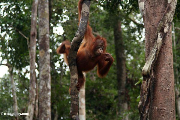 Junges orang-utan, einen waldigen Liana greifend, während erwägendes