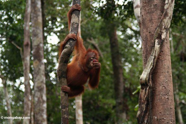 Junges orang-utan, einen waldigen Liana, beim Essen eines Rambutan Kalimantan