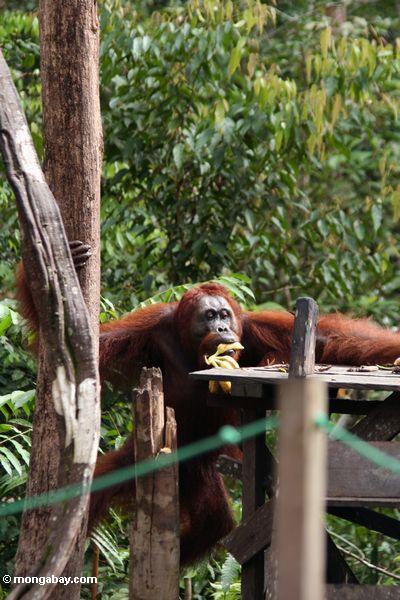Großes männliches orangutan Klettern bis zu einziehender Plattform am Lager undichtes