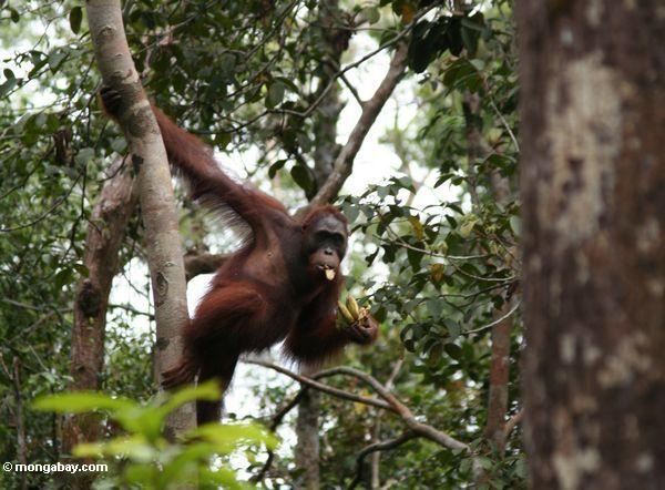 Kletterndes Orang, beim Essen der Bananen