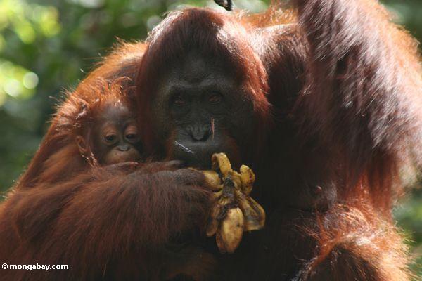 Мать орангутанг ест бананы, удерживая младенца