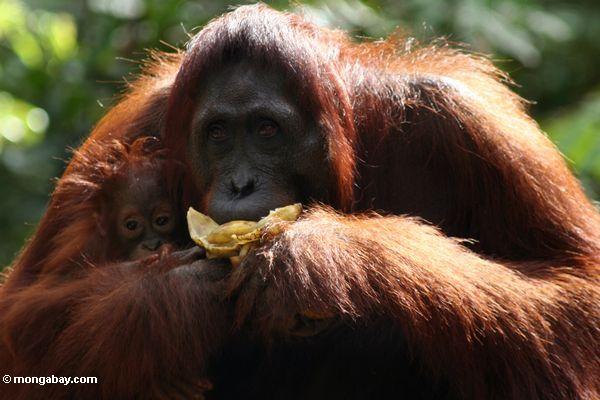 Мать оранг ест банан, удерживая младенца