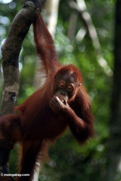 Junges orangutan Hängen vom Baum