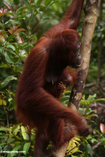 Orangutan mit Baby Kalimantan