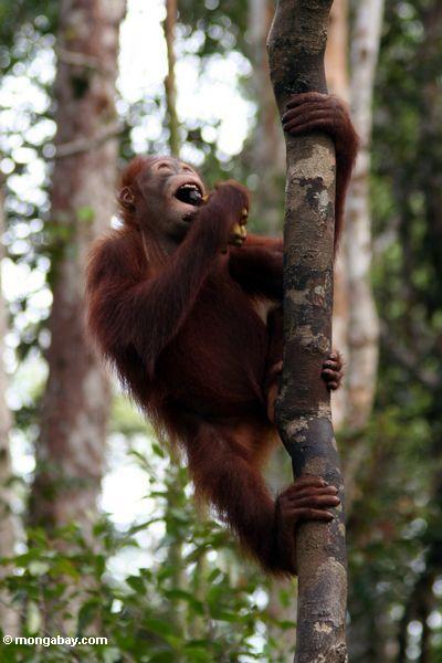 Junges orangutan, eine Banane, beim Ergreifen eines woddy Liana Kalimantan