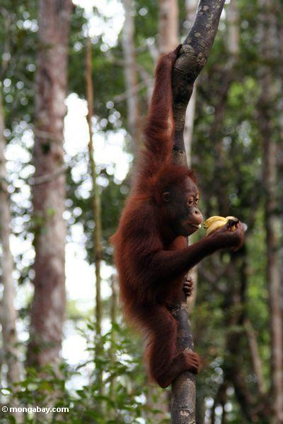 Junges orangutan, eine Banane, beim Hängen essend von einer Rebe