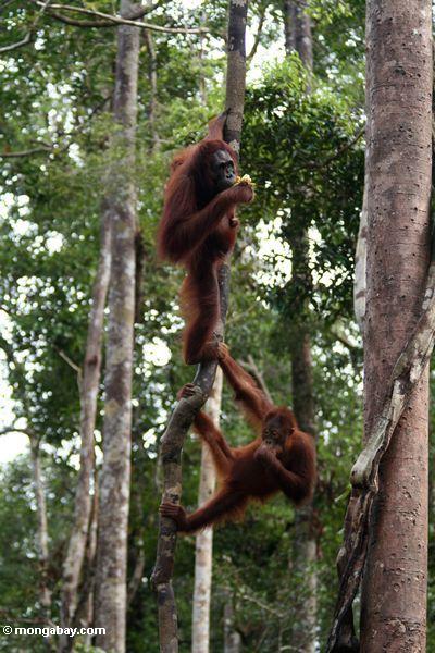 Paar orangutans, die einen großen Liana in Borneo Kalimantan