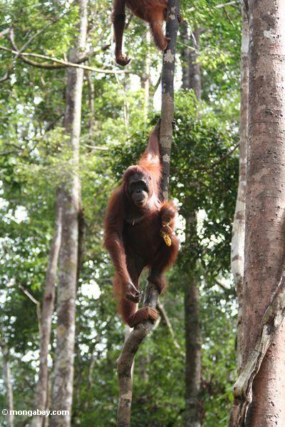 Orangutan mit Kind im Baum Kalimantan