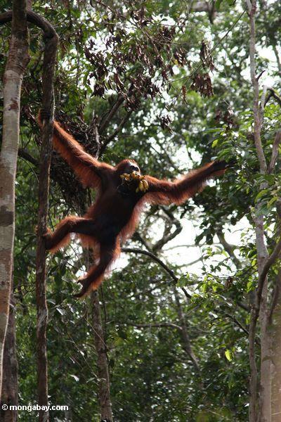 Kletterndes Orangutan, beim Halten eines Bündels Bananen in seiner öffnung