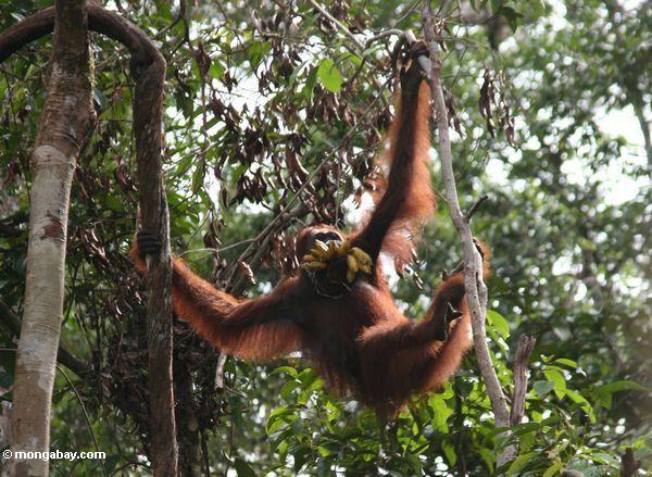 Orangutan in den Bäumen mit einem Bündel Bananen