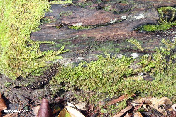 Zug der Termiten in der Bewegung auf rainforest Maschinenbordbuch