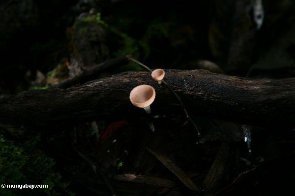 Rosafarbener schalenförmiger Pilz in Borneo rainforest