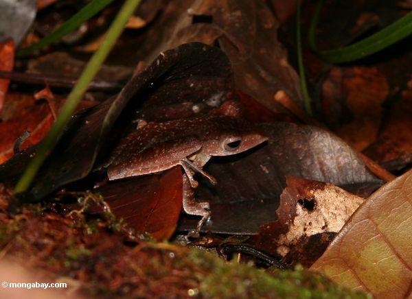 Brauner Blattfrosch in Borneo