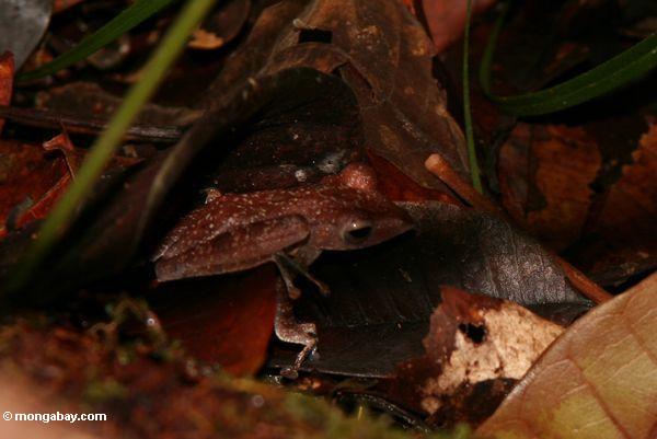 茶色の葉ごみの間で林床に隠されたカエル