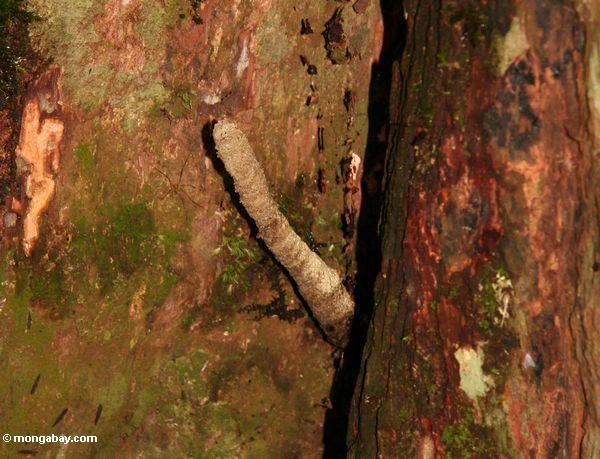 Insektnest, das vom rainforest Baum Kalimantan