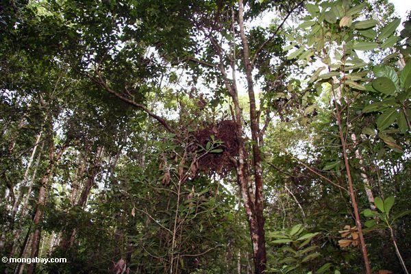 Orangutan Nest im rainforest Baum in Borneo