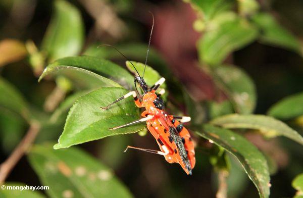 Rot Käfer-wie Insekt mit den gelben und schwarzen Beinen