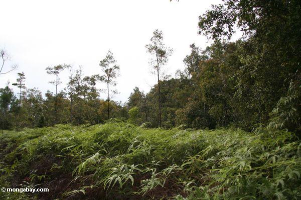 Farne kolonisierten diesen Flecken des Waldes gelöscht für Reis auffängt