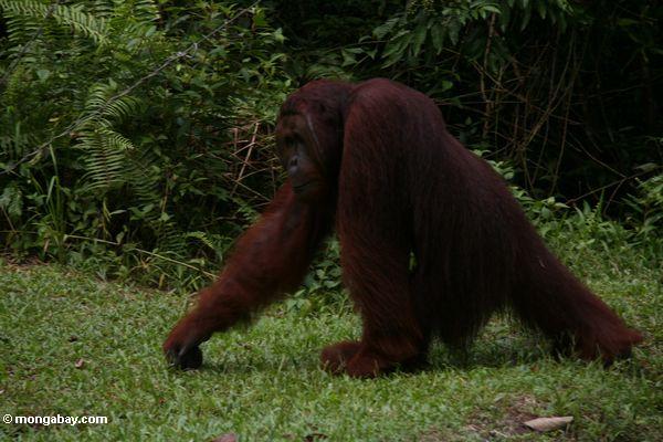 Erwachsener männliches Orangutan in der Bewegung