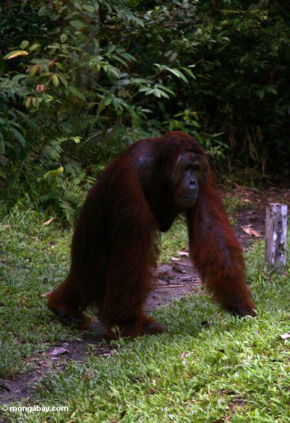 Erwachsener männliches Orangutan, das mit den Armen auf Boden Kalimantan