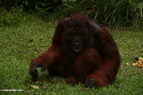 Erwachsener männliches Orangutan, das auf Gras Kalimantan