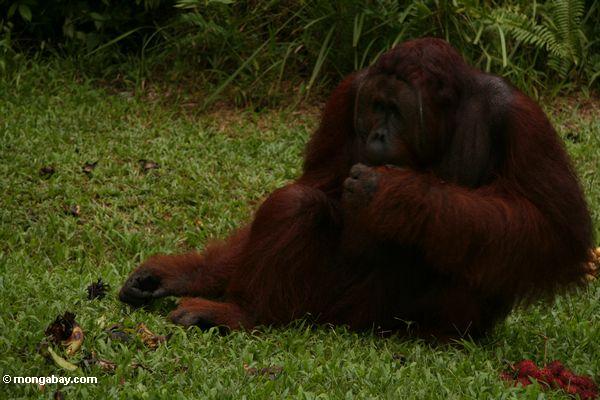 Erwachsener männliches Orangutan, das auf Gras am Lager undichtes Kalimantan