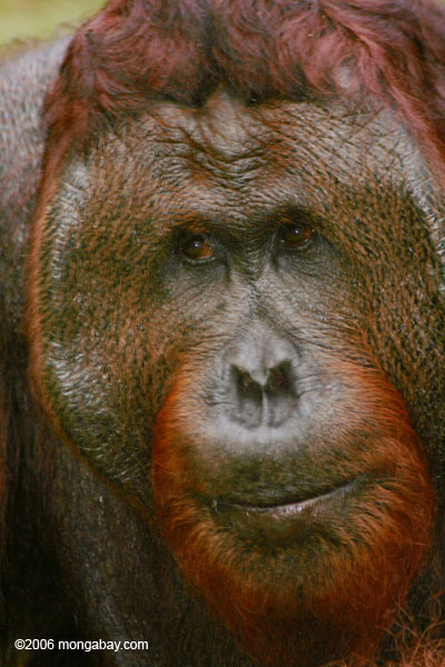 Erwachsener männliches Orangutan