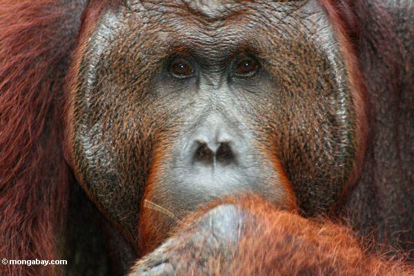 Ex-Gefangener Erwachsener männliches Orangutan (Pongo pygmaeus)