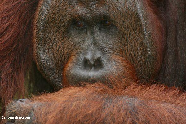 Ex-Gefangener Erwachsener männliches Orang-utan (Pongo pygmaeus)