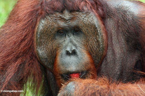 Rehabilitierter Erwachsener männliches Orangutan (Pongo pygmaeus) eine Rambutanfrucht Kalimantan
