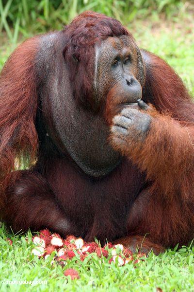 Rehabilitierter Erwachsener männliches Orang-utan (Pongo pygmaeus) verloren im Gedanken über einem Stapel der Rambutanfrucht