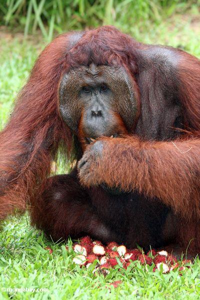 Rehabilitierter Erwachsener männliches Orang-utan (Pongo pygmaeus) mit einem Stapel der Rambutanfrucht