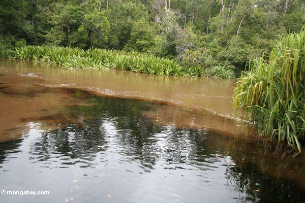 Blackwater Fluß, der in den whitewater Seikonyer Fluß Kalimantan