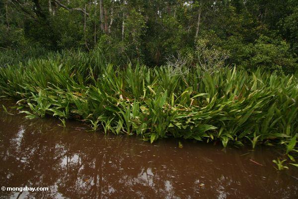 Verstrickte Vegetation verursacht durch eine Mündung gavial