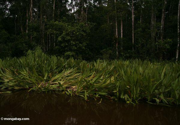 Krokodilnestaufstellungsort in den Wasser lillies entlang dem Sekonyer Fluß