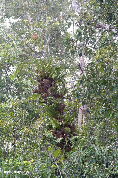 staghorn папоротников, растущих деревьев