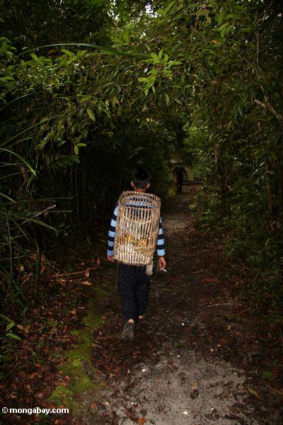 Mitglied an Pondok Tanggui führendem Weg zur orangutan einziehenden Plattform Kalimantan