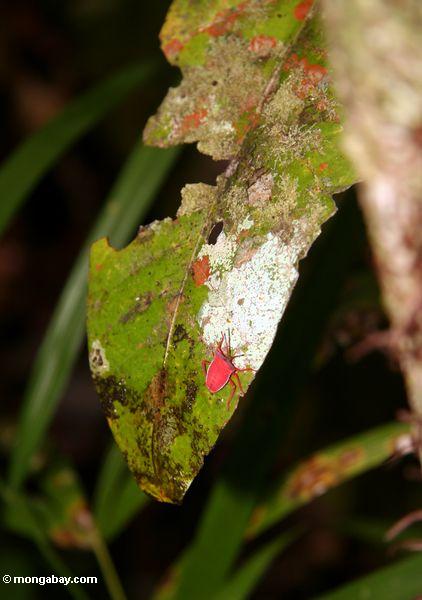 Helles rotes Insekt auf Blatt in rainforest
