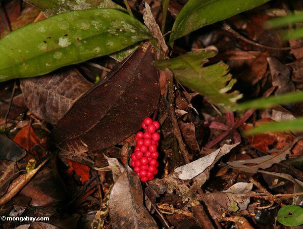 Rote Früchte auf rainforest Strauch