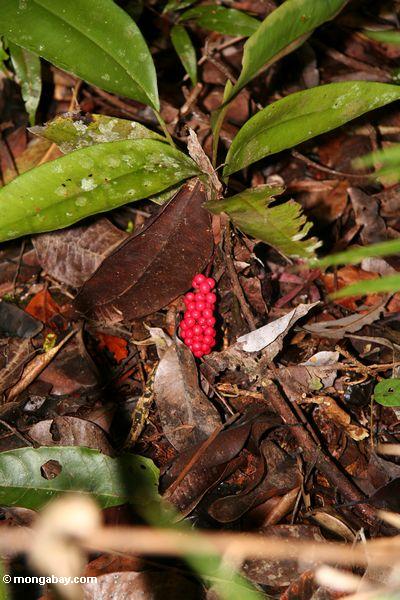 Rote Früchte auf rainforest Strauch